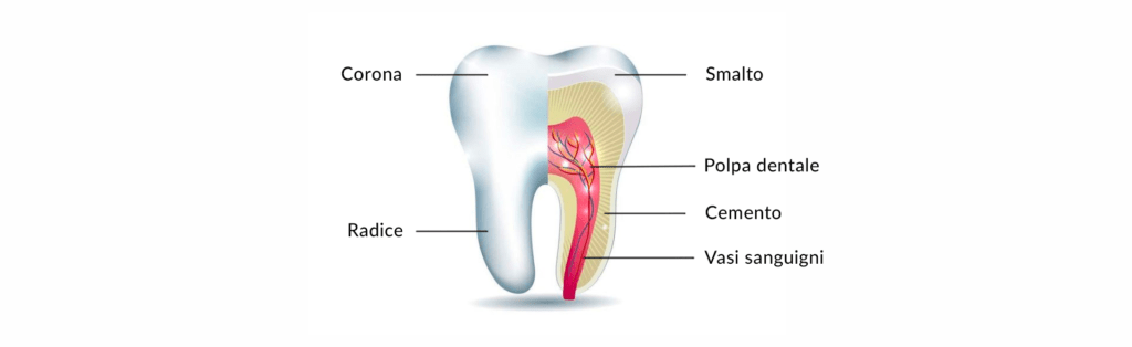conservativa e devitalizzazione, strati del dente