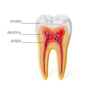 come è fatto un dente, smalto, dentina e polpa