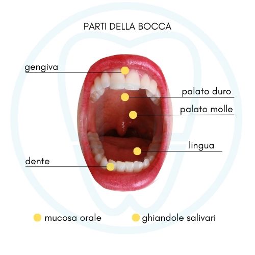 parti della bocca rappresentazione grafica